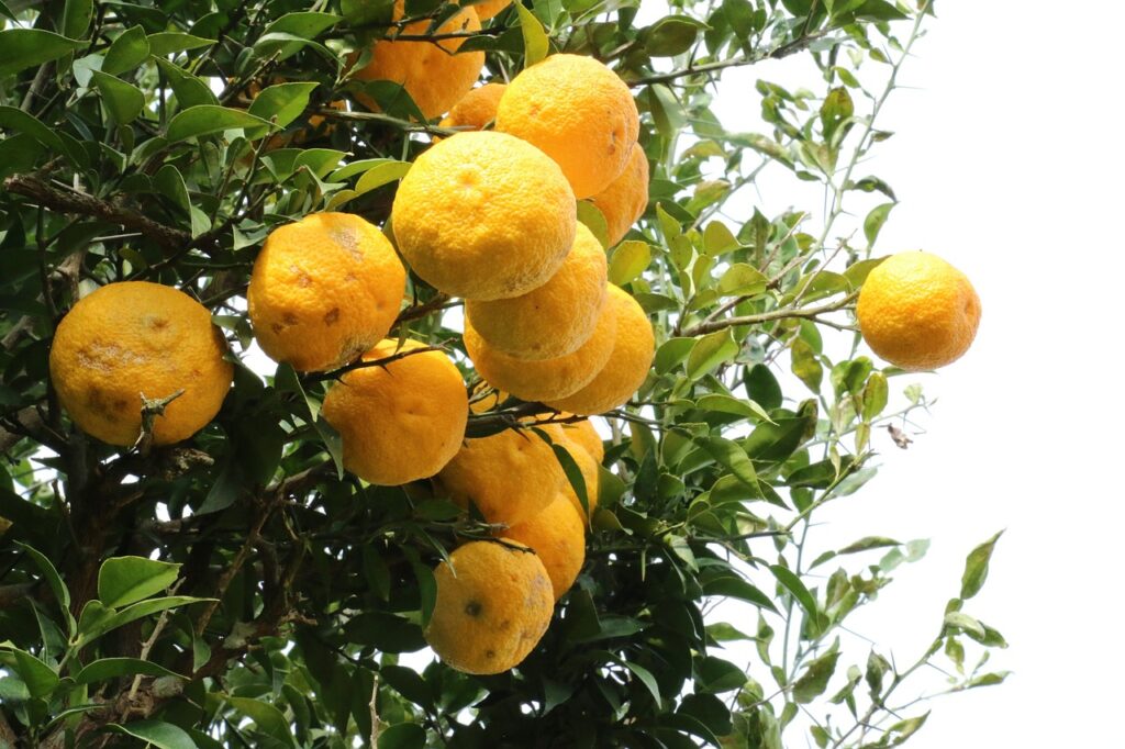 citron, yuza-tea, yellow citron-1241690.jpg