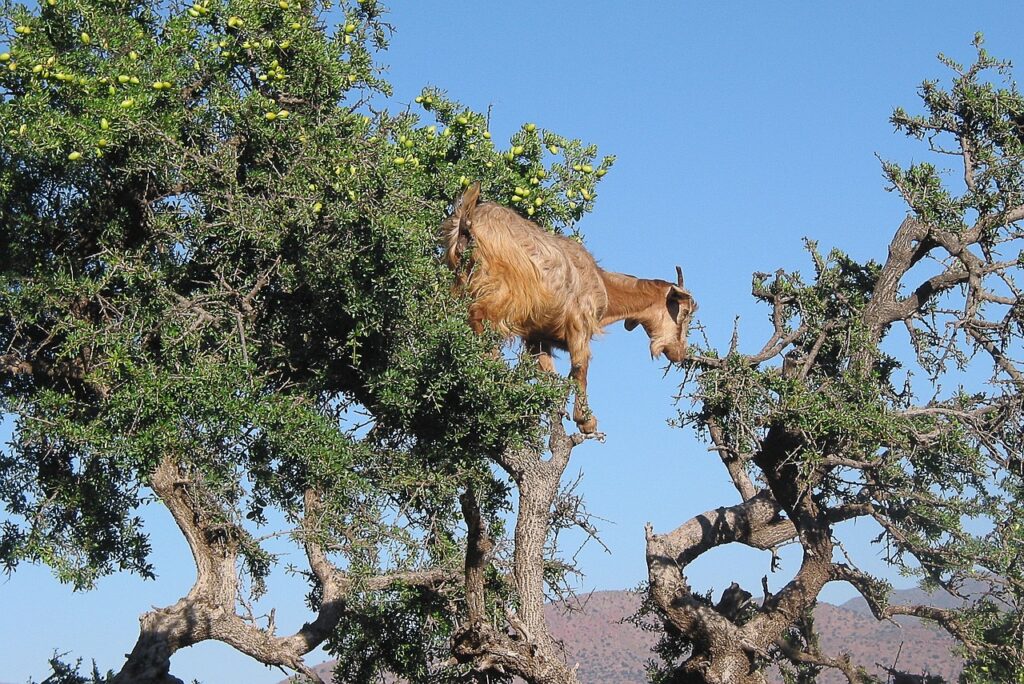 morocco, goat, argan trees-1327301.jpg